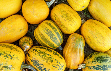 Vintage yellow pumpkin