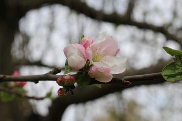 
Pink flowers blossomed on an apple tree in spring