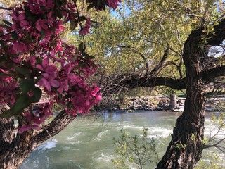 Pink Blooms Along River