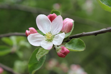 Fototapeta na wymiar Pink flowers blossomed on an apple tree in spring