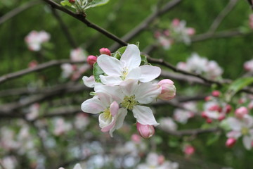
Pink flowers blossomed on an apple tree in spring