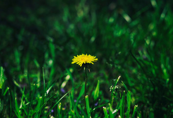 yellow dandelion flower alone in green grass