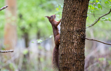 squirrel on a tree