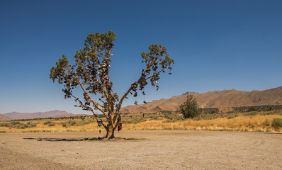 Fototapeta na wymiar The Shoe Tree on US Highway 50, Churchill County, Nevada