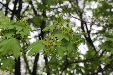 
Seeds ripen on a maple tree