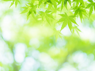 Fototapeta na wymiar 日の光に輝く新緑のカエデの葉　５月