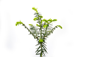 Young sprouts of coniferous trees on a white