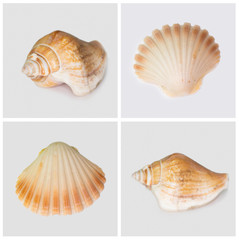 Collection of seashells isolated on white background. Full size.