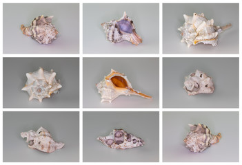 Collection of seashells isolated on white background. Full size.