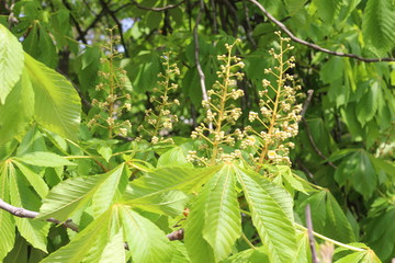
Chestnuts bloomed with beautiful white candles in spring