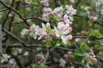 
Pink flowers blossomed on an apple tree in spring