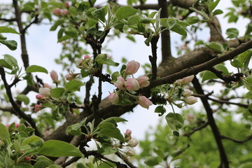 
Pink flowers blossomed on an apple tree in spring