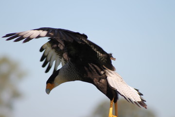 carancho volando