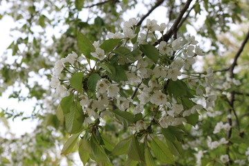 
Snow-white flowers blossomed on a pear tree in spring