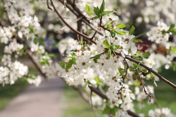 blooming cherry-tree in spring