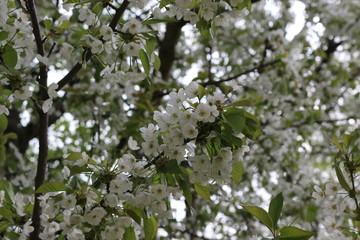 
Snow-white flowers blossomed on a pear tree in spring