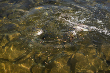 Feeding rainbow trouts in fish hatchery, California, USA