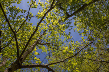 Oak leaves against blue skies