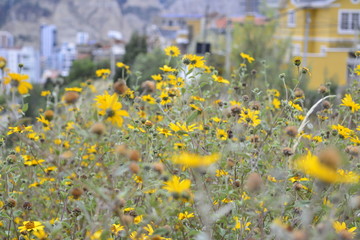 field of yellow flowers unfocused