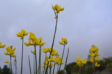 Fototapeta premium yellow flowers against blue sky