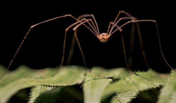 Macro of Opilione spider aka harvestman, harvester, or daddy longlegs