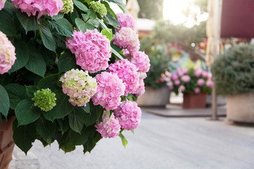 Bushes of hydrangea at town street. Flower market at sunset. Pink, lilac, purple flowers blooming in spring and summer.