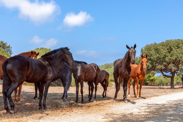 Group of beautiful horses (Menorquin horse) relax in the shade of the trees. Menorca (Balearic Islands), Spain