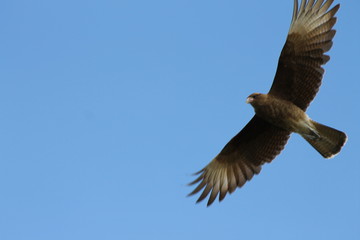 chimango volando