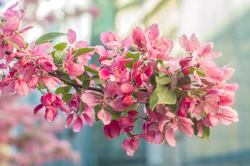 Beautiful flowers on a tree branch. Spring Background.