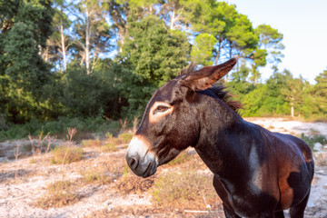 Portrait of a cute young donkey. Donkey head. Menorca, Balearic islands, Spain