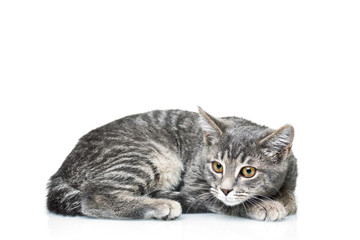 Grey smoky kitten on a white background. Pet on a white background.