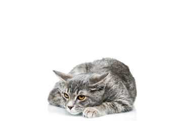 Grey smoky kitten on a white background. Pet on a white background.