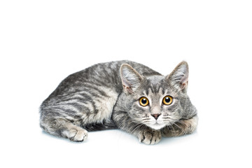 Obraz premium Grey smoky kitten on a white background. Pet on a white background.
