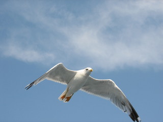 Fototapeta premium White seagull soaring in the sky over the sea in summer