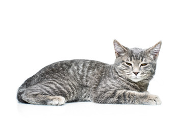 Obraz premium Grey smoky kitten on a white background. Pet on a white background.