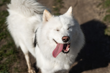 Obraz premium Samoyed with eyes closed, mouth open and tongue to the side on dirt and grass background
