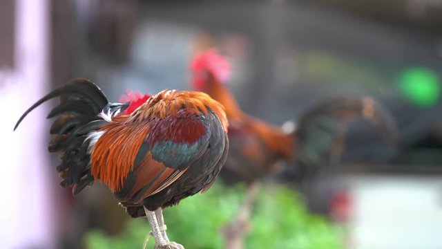 Rooster crowing in the morning, 4K