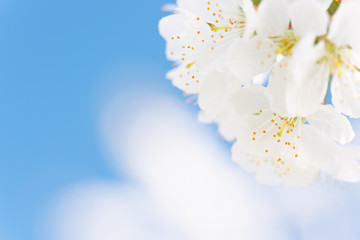 Nahaufnahme weißer Kirschblüten mit blauem himmel im Hintergrund - 345345906