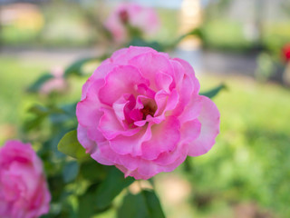 Fototapeta na wymiar closeup pink flower in garden