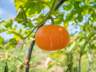 little orange pumpkin plant in garden
