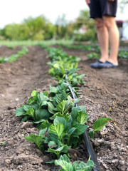 a man stands on a bed of potato bushes in a garden with drip irrigation