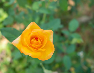 orange rose in the garden