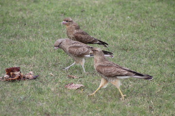 chimangos comiendo