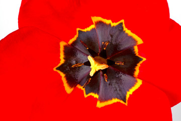 red and yellow tulip