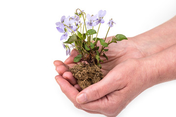 Plant with soil and roots in the hands