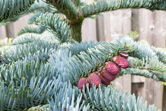 Branches of Abies procera or Noble fir with blue needles and red pollen
