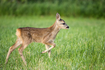 Young wild roe deer in grass, Capreolus capreolus. New born roe deer, wild spring nature.