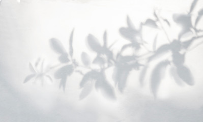 Leaves shadow and tree branch background.  Natural leaves tree branch dark shadow and light from...