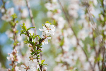 blossoming cherry tree in spring