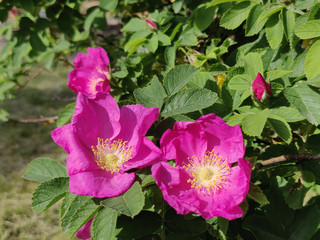 Naklejka premium Rose hip bush strewn with pink flowers